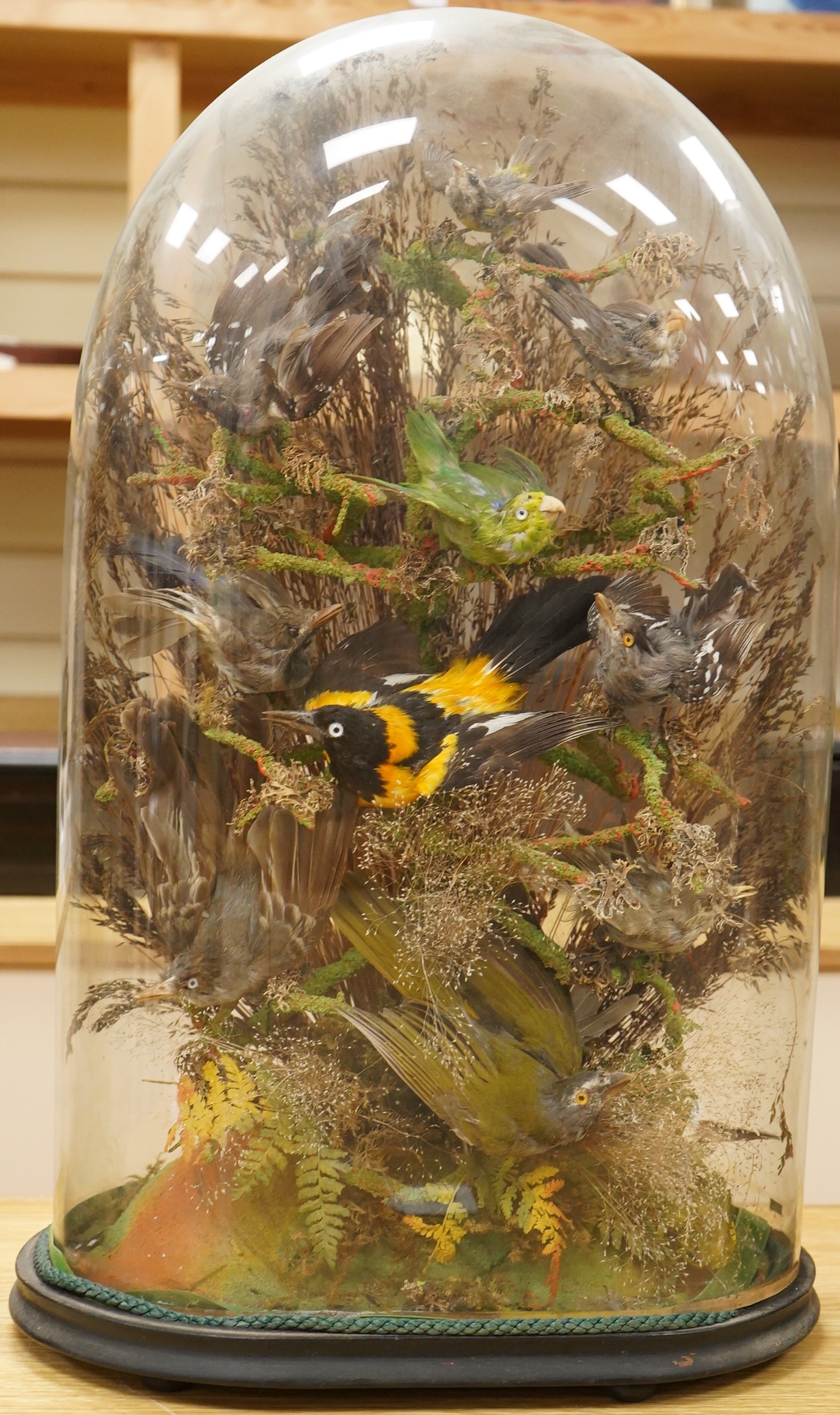 A Victorian taxidermy display of exotic birds including a Venezuelan Troupial, finches, etc., contained within a domed case with ebonised base, 57cm high, 35cm wide
